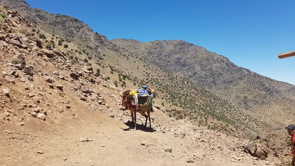 Mule chargée avançant sur un sentier caillouteux de l'Atlas