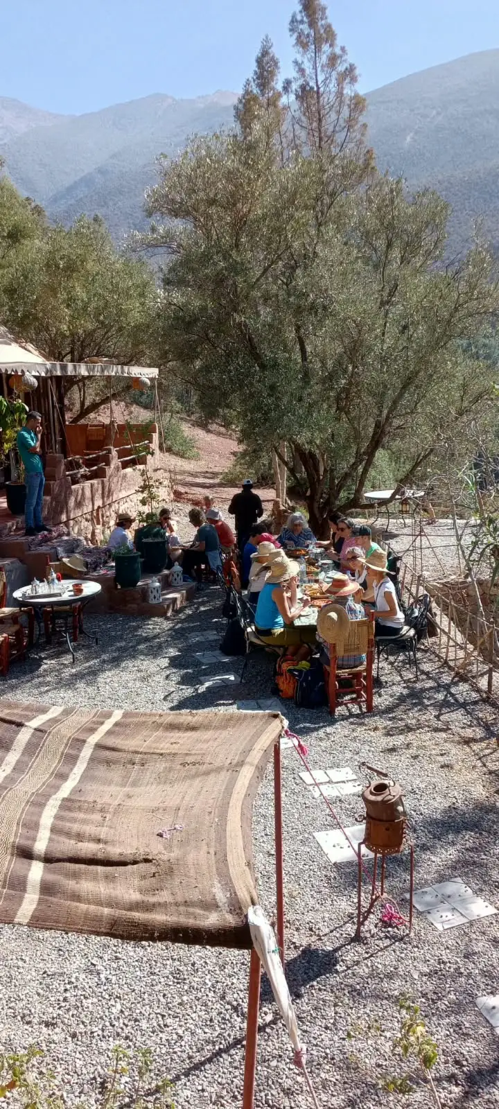 Groupe de visiteurs déjeunant à l'ombre des oliviers, montagnes en arrière-plan