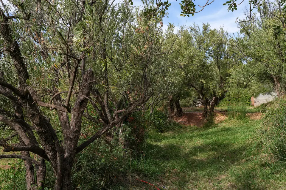 Oliveraie verdoyante et irriguée à Ouirgane, herbe haute entre les arbres