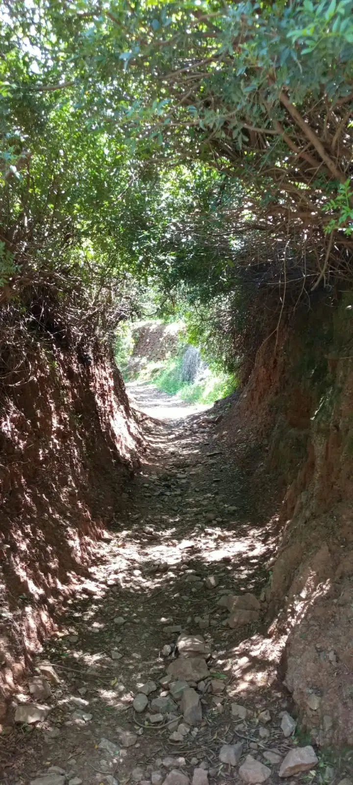 Sentier creusé dans la terre rouge sous une voûte d'arbres, à Ouirgane