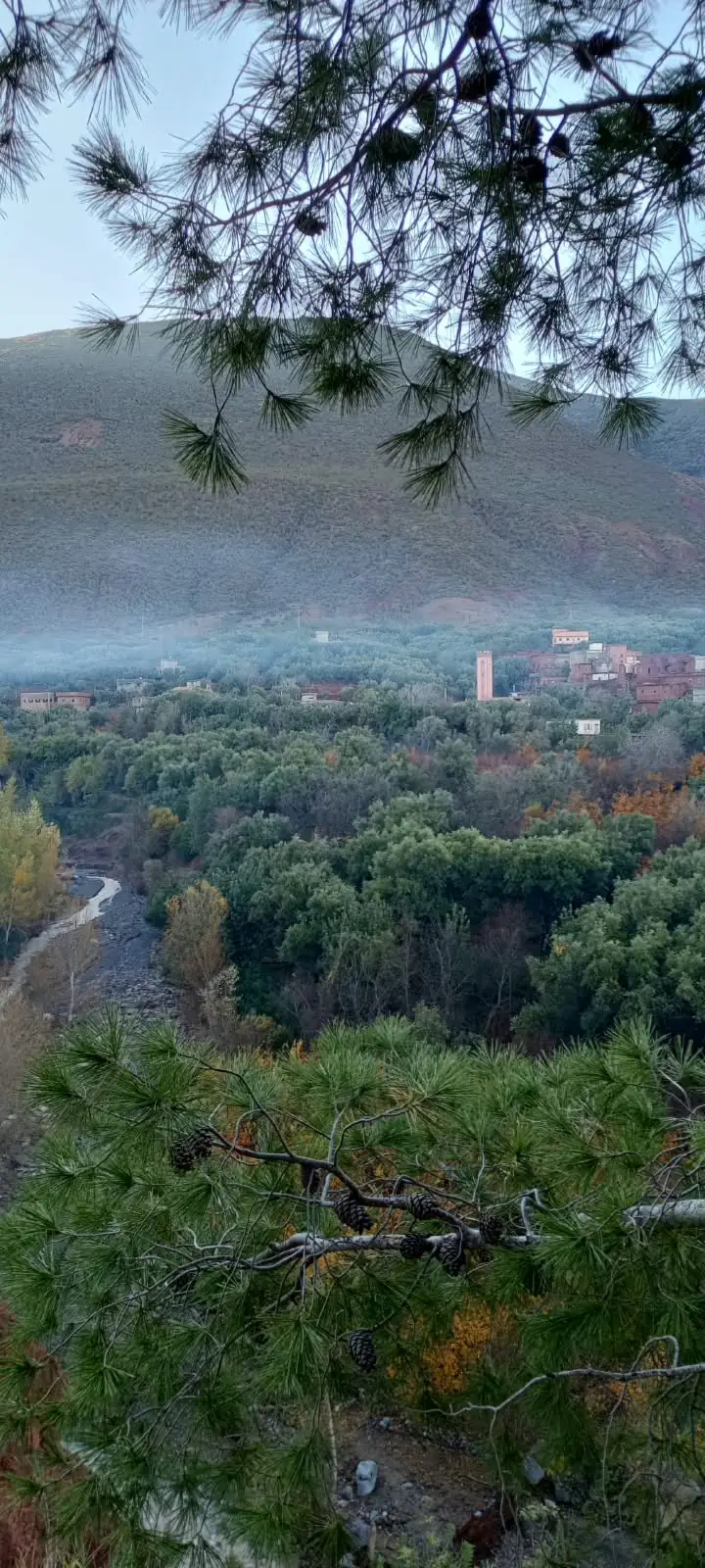 Brume matinale au-dessus de la vallée boisée d'Ouirgane, vue entre les pins