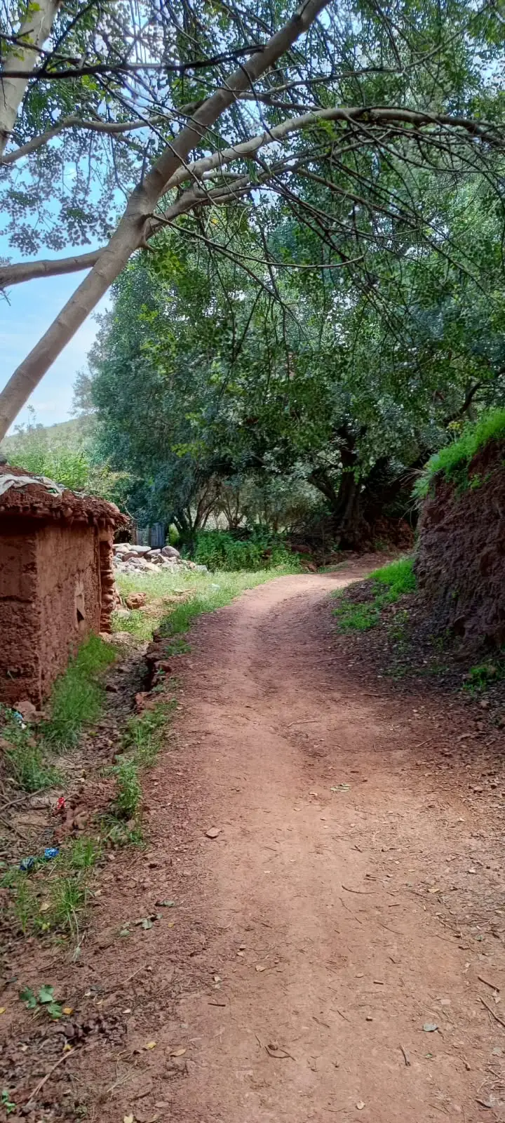 Chemin de terre longeant une maison en pisé sous de grands arbres